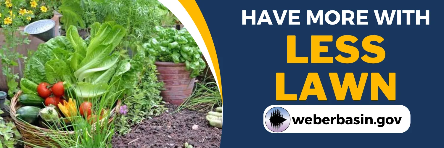 Have more with less lawn. A vegetable garden with a basket of fresh tomatoes and lettuce. weberbasin.gov