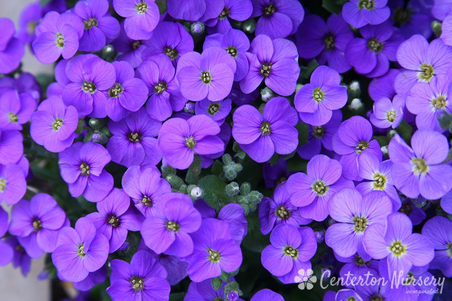 Audrey Blue Rock Cress