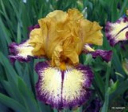 Agressively Forward Bearded Iris 