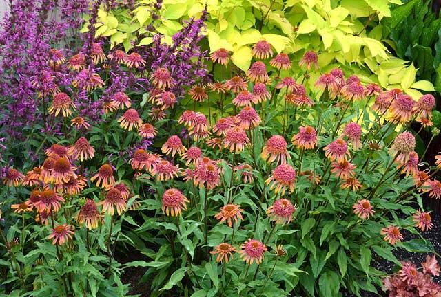  Secret Desire Coneflower