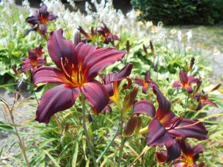 American Revolution Daylily