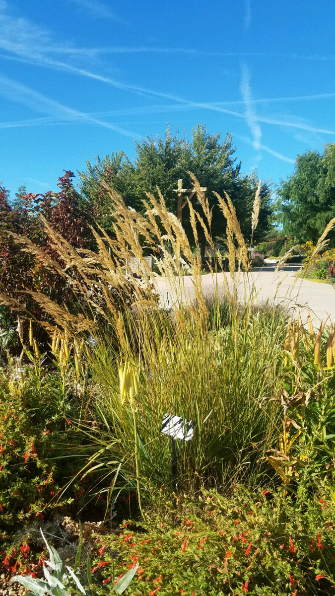 Apline Plume 'Undaunted' 