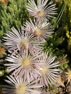 Apricot Iceplant