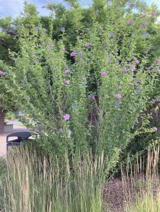 Arden's Rose of Sharon
