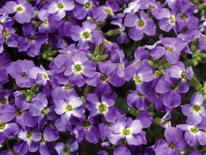 Accent Blue Rock Cress