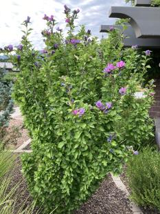 Aphrodite Rose of Sharon
