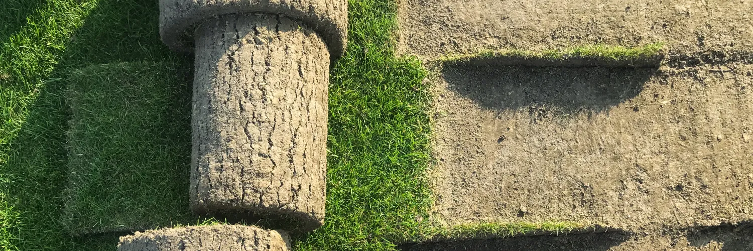 Rolls of freshly cut lawn sod lifted from the ground