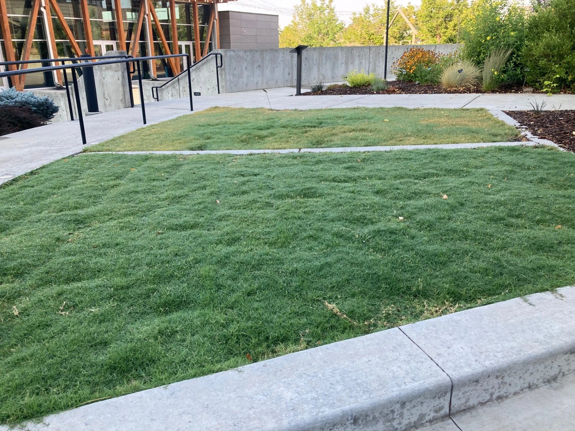 Beautiful warm season lawn